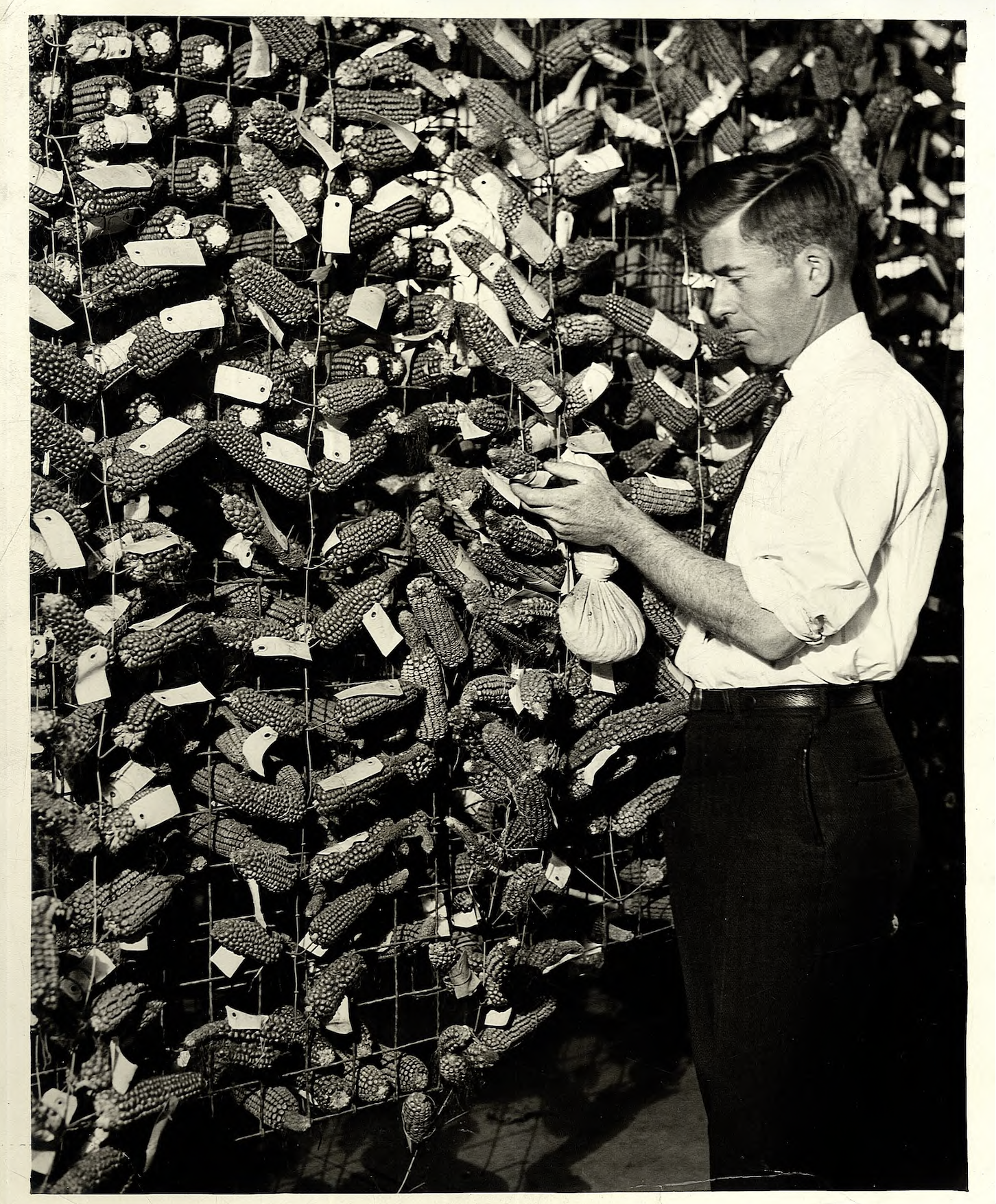 Henry A. Wallace with ears of corn at Clyde Herring's garage, Des Moines, Iowa, 1920s